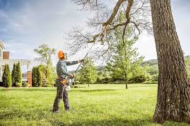 Pleasanton, CA Tree Care Services Company